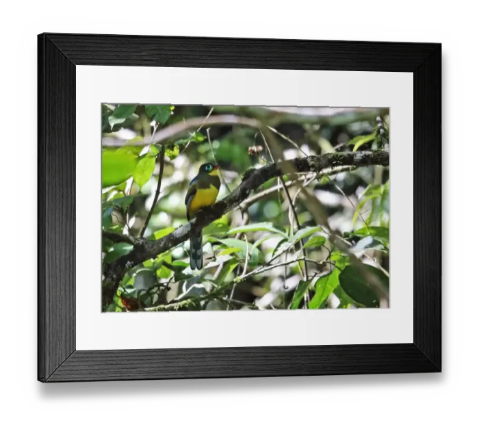 Framed Print : Sumatran Trogon (Apalharpactes mackloti) adult, perched on branch, Kerinci Seblat N. P Framed Print : Sumatran Trogon (Apalharpactes mackloti) adult, perched on branch, Kerinci Seblat N. P