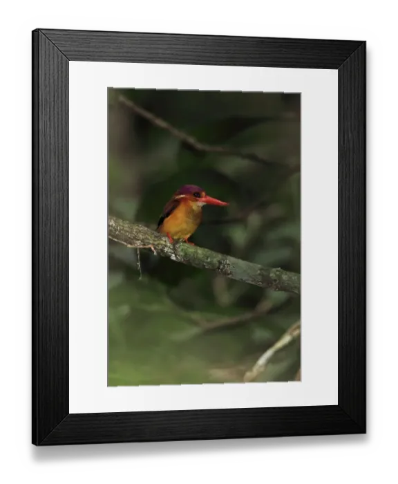 Framed Print : Rufous-backed Kingfisher (Ceyx rufidorsa) adult, perched on branch, Way Kambas N. P Framed Print : Rufous-backed Kingfisher (Ceyx rufidorsa) adult, perched on branch, Way Kambas N. P