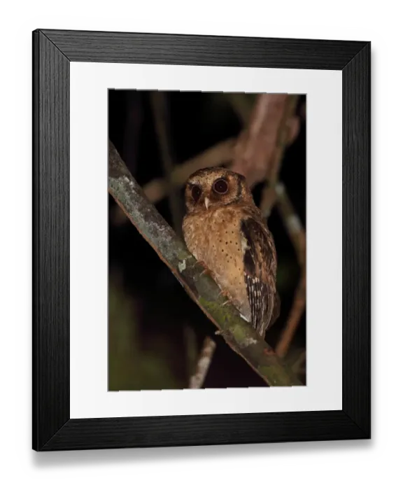 Framed Print : Reddish Scops-owl (Otus rufescens rufescens) adult, perched on branch, Way Kambas N. P Framed Print : Reddish Scops-owl (Otus rufescens rufescens) adult, perched on branch, Way Kambas N. P