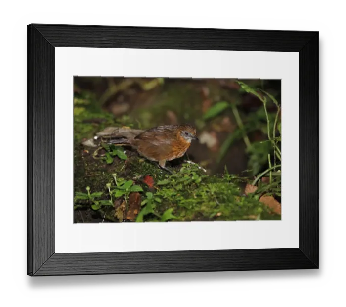 Framed Print : Rusty-breasted Wren-babbler (Turdinus rufipectus) adult, standing on mossy log, Kerinci Seblat N. P