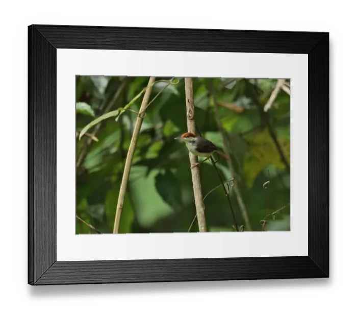 Framed Print : Rufous-tailed Tailorbird (Orthotomus sericeus hesperius) adult, perched on stem, Way Kambas N. P Framed Print : Rufous-tailed Tailorbird (Orthotomus sericeus hesperius) adult, perched on stem, Way Kambas N. P