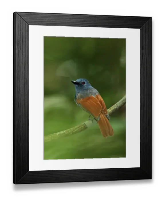 Framed Print : Rufous-winged Philentoma (Philentoma pyrhoptera pyrhoptera) adult male, perched on twig, Way Kambas N. P Framed Print : Rufous-winged Philentoma (Philentoma pyrhoptera pyrhoptera) adult male, perched on twig, Way Kambas N. P