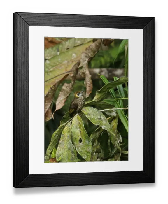 Framed Print : Spot-necked Bulbul (Pycnonotus tympanistrigus) adult, perched on twig, Kerinci Seblat N. P Framed Print : Spot-necked Bulbul (Pycnonotus tympanistrigus) adult, perched on twig, Kerinci Seblat N. P