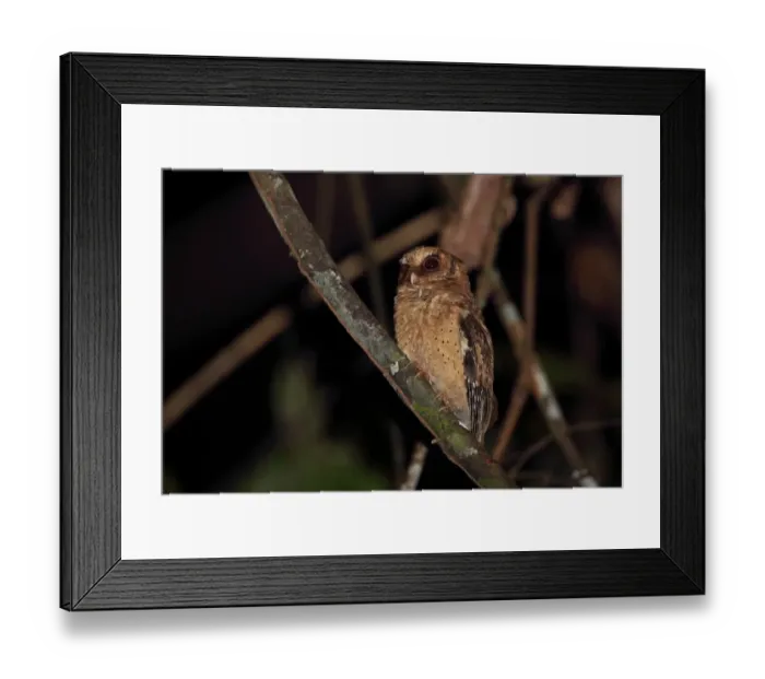 Framed Print : Reddish Scops-owl (Otus rufescens rufescens) adult, perched on branch, Way Kambas N. P Framed Print : Reddish Scops-owl (Otus rufescens rufescens) adult, perched on branch, Way Kambas N. P