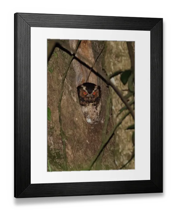 Framed Print : Rajah Scops-owl (Otus brookii solokensis) adult, at hole in tree trunk, Kerinci Seblat N. P Framed Print : Rajah Scops-owl (Otus brookii solokensis) adult, at hole in tree trunk, Kerinci Seblat N. P