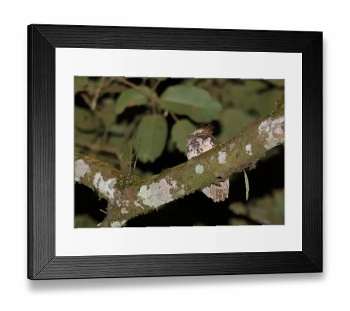 Framed Print : Short-tailed Frogmouth (Batrachostomus poliolophus poliolophus) adult, perched on branch, Kerinci Seblat N. P Framed Print : Short-tailed Frogmouth (Batrachostomus poliolophus poliolophus) adult, perched on branch, Kerinci Seblat N. P