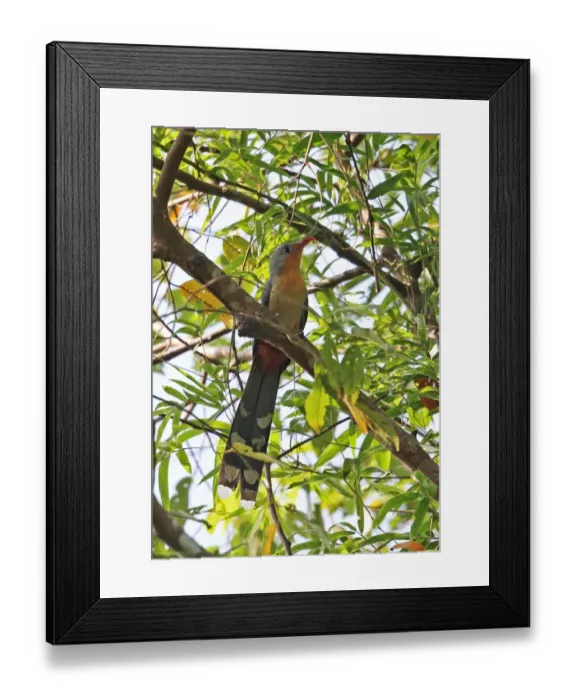 Framed Print : Red-billed Malkoha (Phaenicophaeus javanicus) adult, perched on branch, Way Kambas N. P Framed Print : Red-billed Malkoha (Phaenicophaeus javanicus) adult, perched on branch, Way Kambas N. P