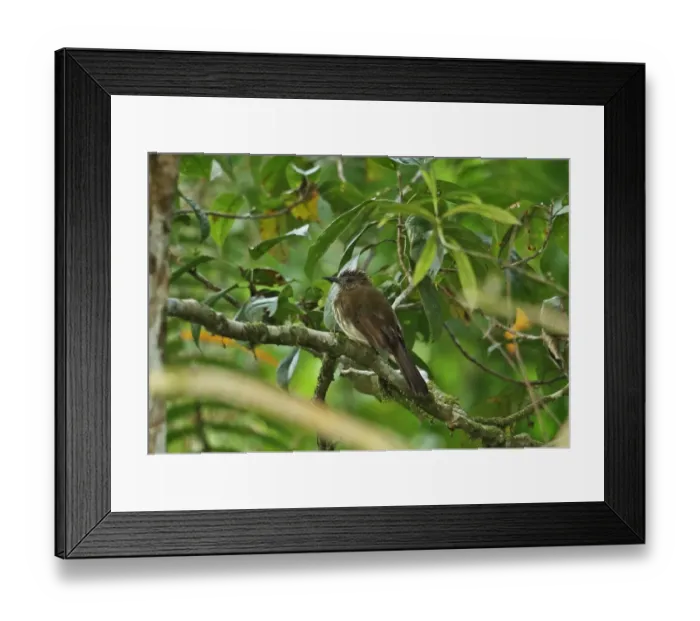 Framed Print : Cream-striped Bulbul (Pycnonotus leucogrammicus) adult, perched on branch, Kerinci Seblat N. P Framed Print : Cream-striped Bulbul (Pycnonotus leucogrammicus) adult, perched on branch, Kerinci Seblat N. P