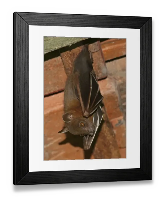 Framed Print : Greater Short-nosed Fruit Bat (Cynopterus sphinx) adult, hanging from roof, Way Kambas N. P Framed Print : Greater Short-nosed Fruit Bat (Cynopterus sphinx) adult, hanging from roof, Way Kambas N. P