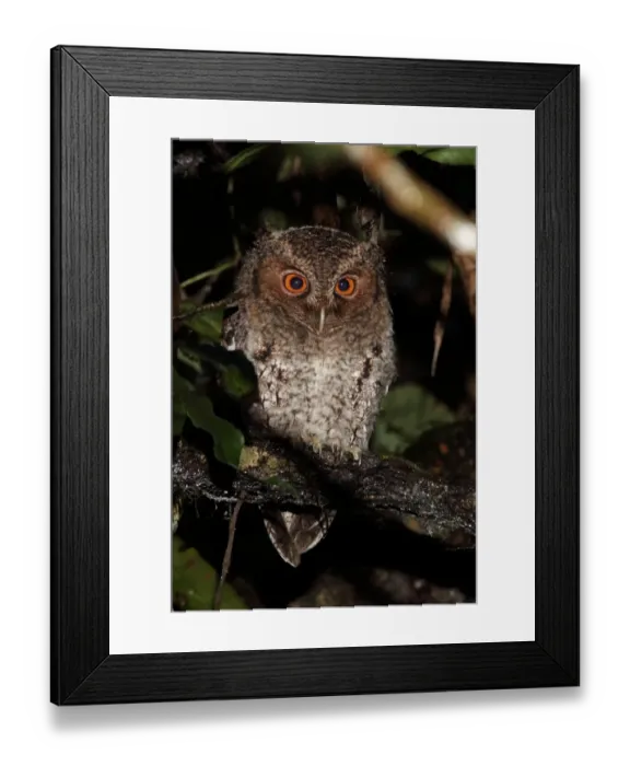 Framed Print : Rajah Scops-owl (Otus brookii solokensis) juvenile, perched on branch, Kerinci Seblat N. P Framed Print : Rajah Scops-owl (Otus brookii solokensis) juvenile, perched on branch, Kerinci Seblat N. P
