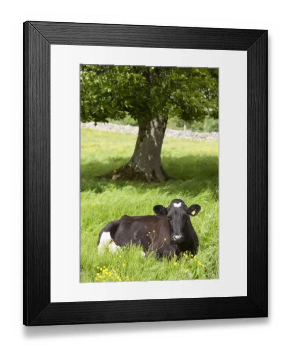 Framed Print : Domestic Cattle, Holstein Friesian dairy cow, resting in pasture with tree, Cumbria, England, June Framed Print : Domestic Cattle, Holstein Friesian dairy cow, resting in pasture with tree, Cumbria, England, June