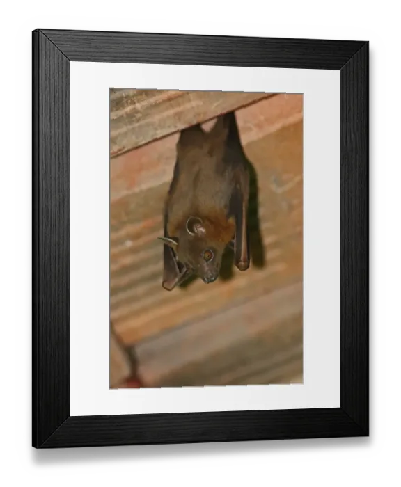Framed Print : Greater Short-nosed Fruit Bat (Cynopterus sphinx) adult, hanging from roof, Way Kambas N. P Framed Print : Greater Short-nosed Fruit Bat (Cynopterus sphinx) adult, hanging from roof, Way Kambas N. P