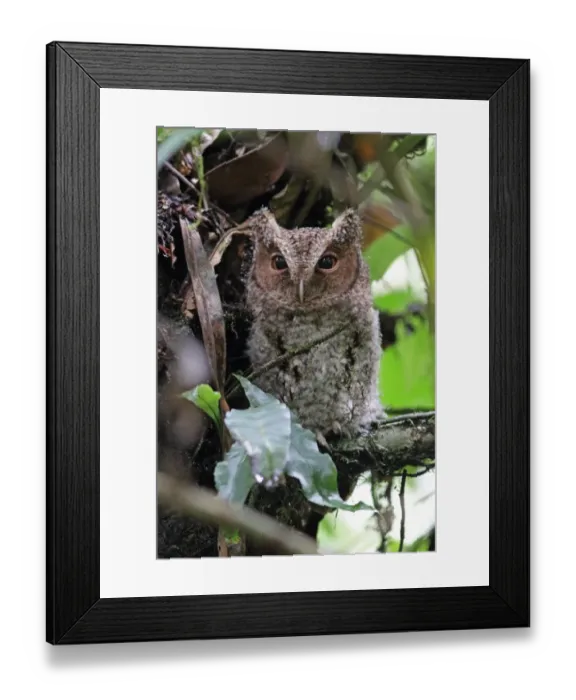 Framed Print : Rajah Scops-owl (Otus brookii solokensis) juvenile, perched on branch, Kerinci Seblat N. P Framed Print : Rajah Scops-owl (Otus brookii solokensis) juvenile, perched on branch, Kerinci Seblat N. P