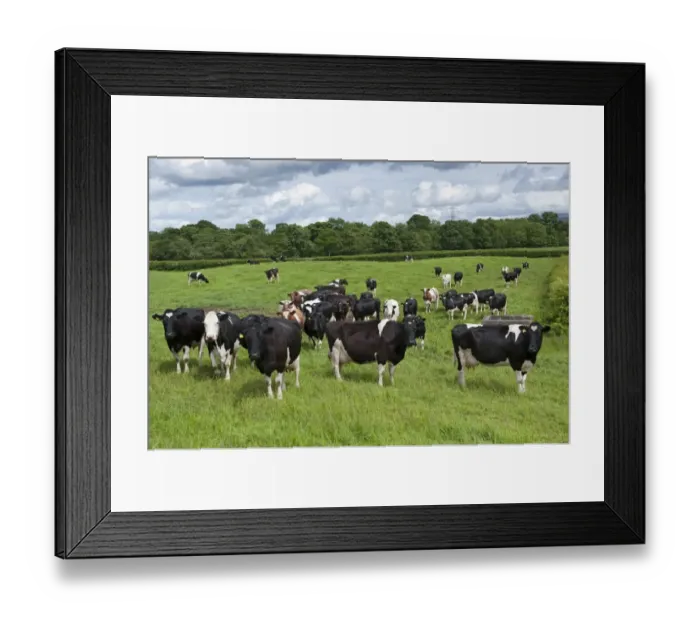 Framed Print : Domestic Cattle, Holstein Friesian dairy cows, herd standing in pasture, Cumbria, England, June Framed Print : Domestic Cattle, Holstein Friesian dairy cows, herd standing in pasture, Cumbria, England, June