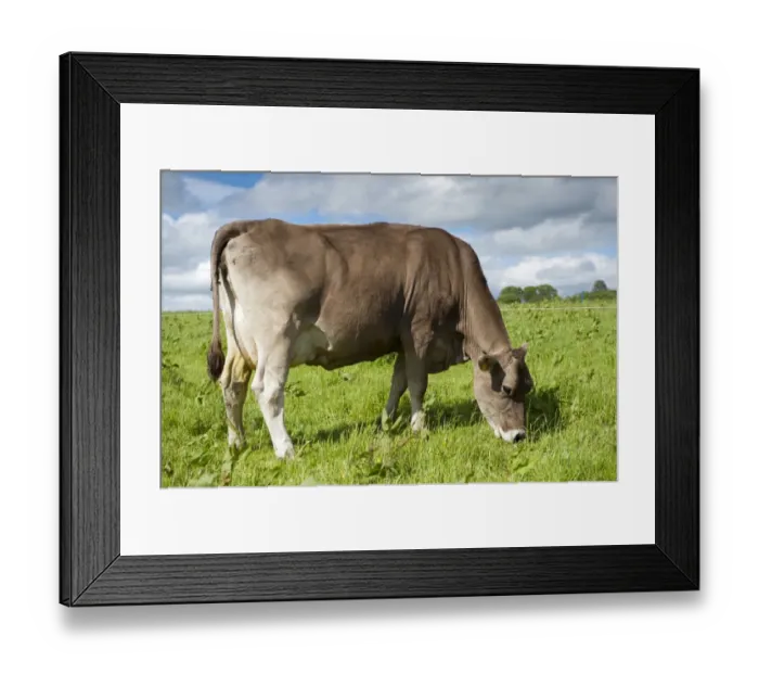 Framed Print : Domestic Cattle, Brown Swiss dairy cow, grazing in pasture beside electric fence, Dumfries, Dumfries and Galloway Framed Print : Domestic Cattle, Brown Swiss dairy cow, grazing in pasture beside electric fence, Dumfries, Dumfries and Galloway