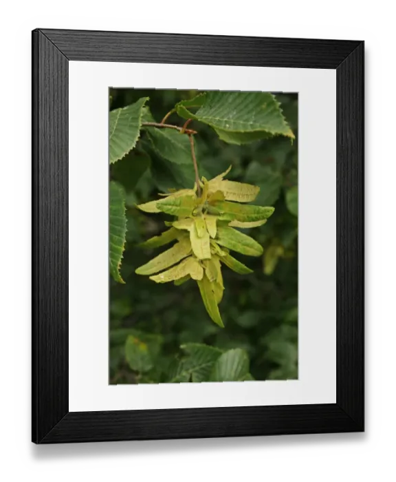 Framed Print : European Hornbeam (Carpinus betulus) close-up of fruit, growing in river valley fen, Redgrave and Lopham Fen N. N. R Framed Print : European Hornbeam (Carpinus betulus) close-up of fruit, growing in river valley fen, Redgrave and Lopham Fen N. N. R