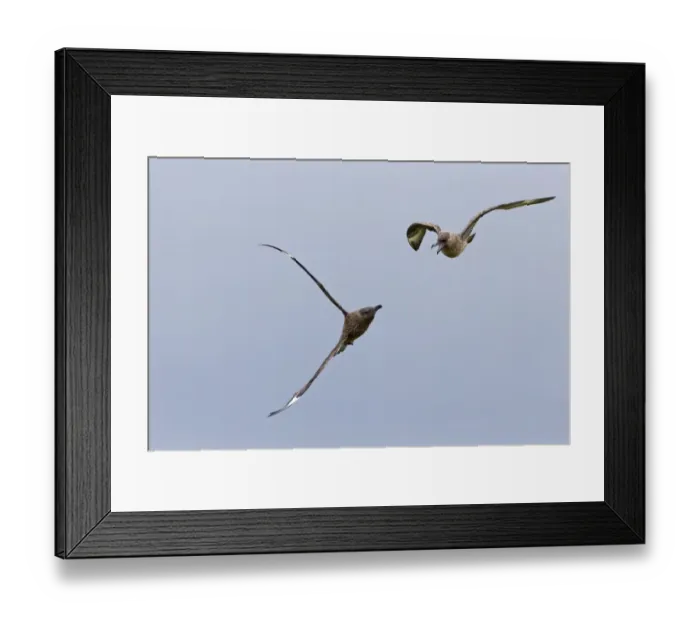 Framed Print : Great Skua (Stercorarius skua) two adults, in flight, fighting, Shetland Islands, Scotland, June Framed Print : Great Skua (Stercorarius skua) two adults, in flight, fighting, Shetland Islands, Scotland, June