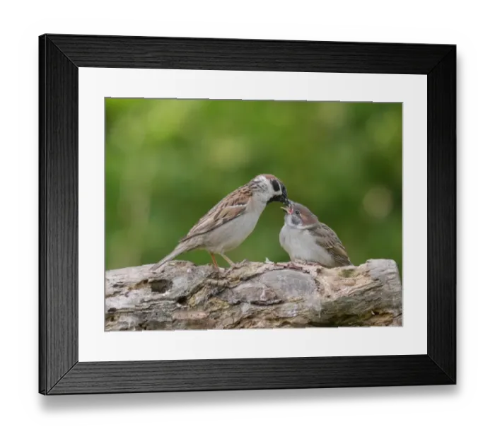 Framed Print : Eurasian Tree Sparrow (Passer montanus) adult, feeding chick, perched on branch, Bulgaria, May Framed Print : Eurasian Tree Sparrow (Passer montanus) adult, feeding chick, perched on branch, Bulgaria, May
