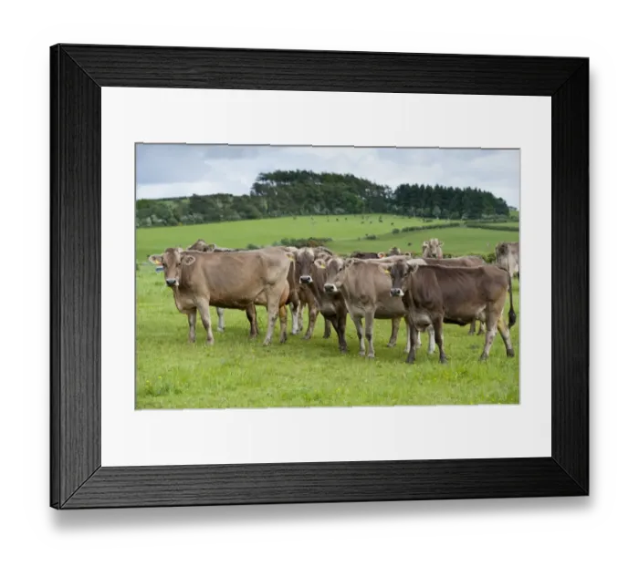 Framed Print : Domestic Cattle, Brown Swiss dairy cows, herd standing in pasture, Dumfries, Dumfries and Galloway, Scotland, June