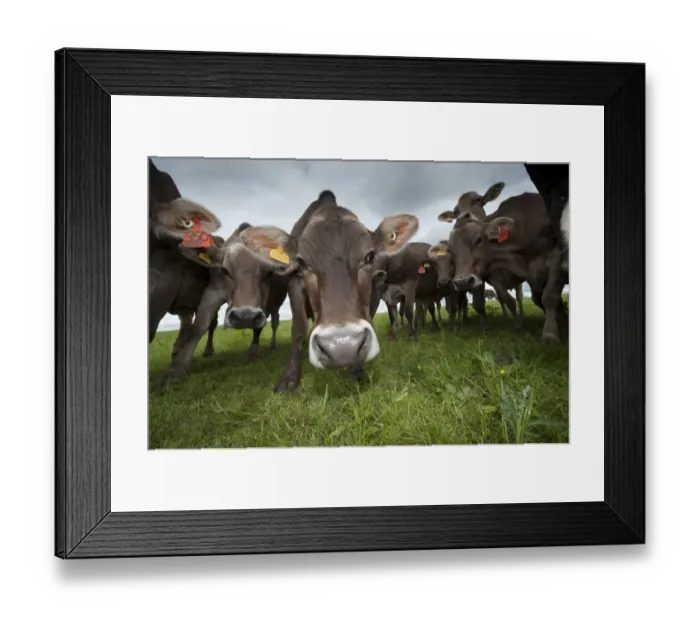 Framed Print : Domestic Cattle, Brown Swiss dairy cows, herd gathering around in pasture, Dumfries, Dumfries and Galloway, Scotland Framed Print : Domestic Cattle, Brown Swiss dairy cows, herd gathering around in pasture, Dumfries, Dumfries and Galloway, Scotland