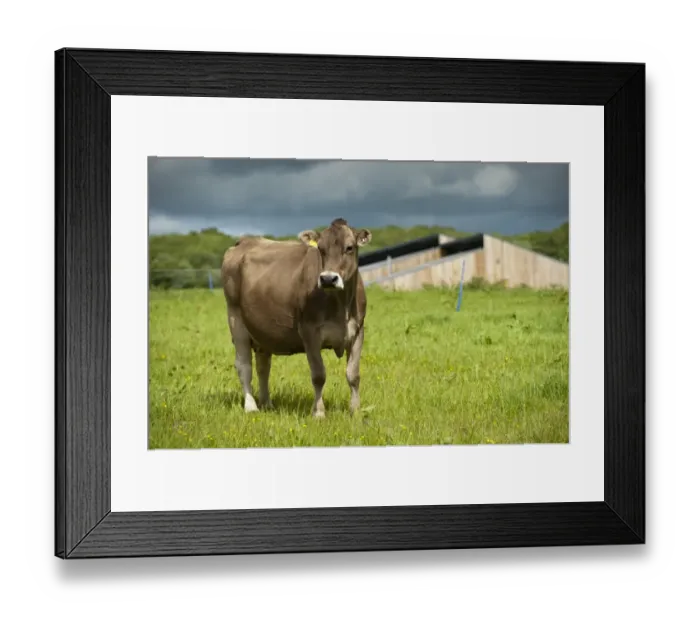 Framed Print : Domestic Cattle, Brown Swiss dairy cow, standing in pasture, Dumfries, Dumfries and Galloway, Scotland, June Framed Print : Domestic Cattle, Brown Swiss dairy cow, standing in pasture, Dumfries, Dumfries and Galloway, Scotland, June