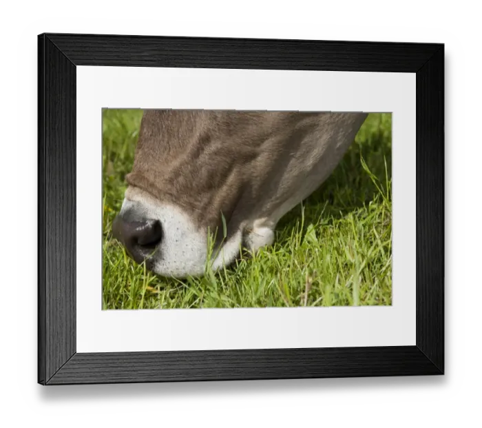 Framed Print : Domestic Cattle, Brown Swiss dairy cow, close-up of head, grazing in pasture, Dumfries, Dumfries and Galloway Framed Print : Domestic Cattle, Brown Swiss dairy cow, close-up of head, grazing in pasture, Dumfries, Dumfries and Galloway