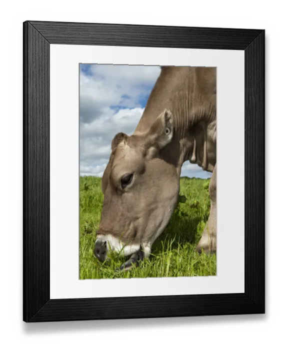 Framed Print : Domestic Cattle, Brown Swiss dairy cow, close-up of head, grazing in pasture, Dumfries, Dumfries and Galloway