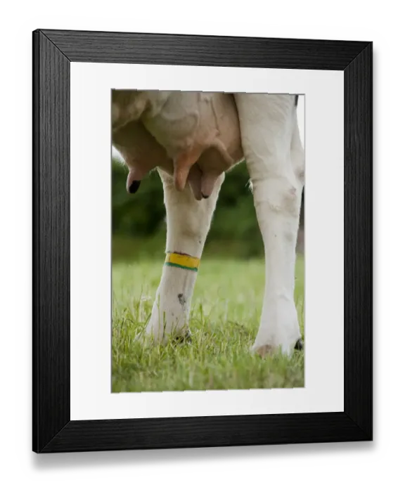 Framed Print : Domestic Cattle, dairy cow, close-up of udder and leg with marker, to alert farmer of health issue in parlour