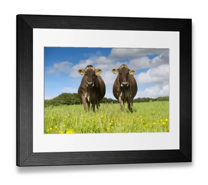 Framed Print : Domestic Cattle, Brown Swiss dairy cows, standing in pasture with buttercups, Dumfries, Dumfries and Galloway Framed Print : Domestic Cattle, Brown Swiss dairy cows, standing in pasture with buttercups, Dumfries, Dumfries and Galloway
