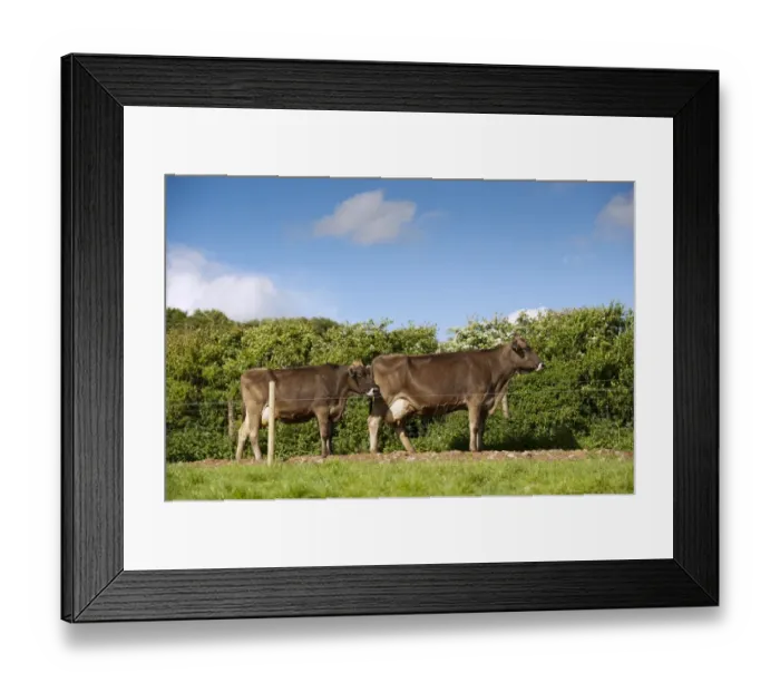 Framed Print : Domestic Cattle, Brown Swiss dairy cows, heading to milking parlour along fenced track, Dumfries Framed Print : Domestic Cattle, Brown Swiss dairy cows, heading to milking parlour along fenced track, Dumfries