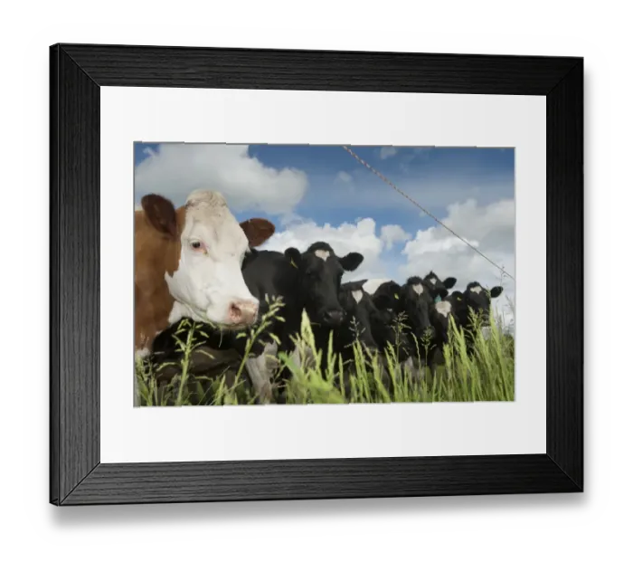 Framed Print : Domestic Cattle, dairy cows, herd grazing in pasture behind electric fence, Cumbria, England, June Framed Print : Domestic Cattle, dairy cows, herd grazing in pasture behind electric fence, Cumbria, England, June