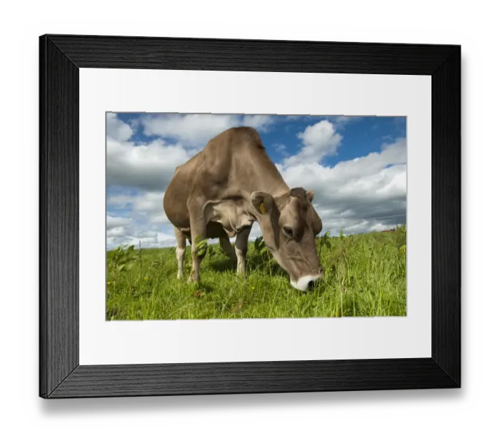 Framed Print : Domestic Cattle, Brown Swiss dairy cow, grazing in pasture beside electric fence, Dumfries, Dumfries and Galloway Framed Print : Domestic Cattle, Brown Swiss dairy cow, grazing in pasture beside electric fence, Dumfries, Dumfries and Galloway