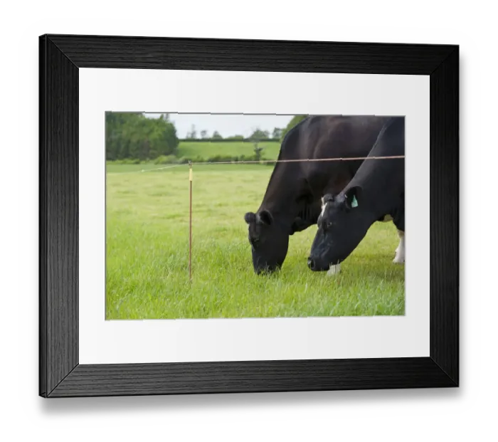 Framed Print : Domestic Cattle, dairy cows, grazing in pasture behind electric fence, Cumbria, England, June Framed Print : Domestic Cattle, dairy cows, grazing in pasture behind electric fence, Cumbria, England, June