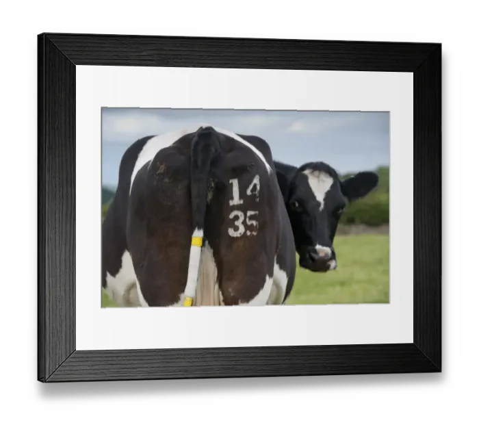 Framed Print : Domestic Cattle, dairy cow, with identification number freeze branded on rear and tags on tail, Cumbria, England, June Framed Print : Domestic Cattle, dairy cow, with identification number freeze branded on rear and tags on tail, Cumbria, England, June