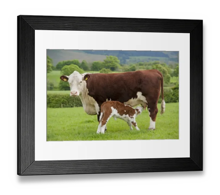 Framed Print : Domestic Cattle, Hereford cow with newborn calf, suckling, standing in pasture, Cumbria, England, May Framed Print : Domestic Cattle, Hereford cow with newborn calf, suckling, standing in pasture, Cumbria, England, May