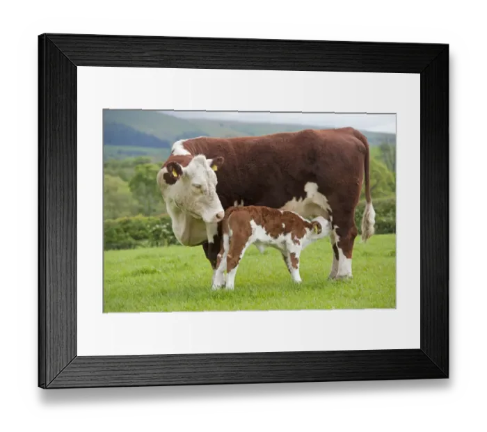 Framed Print : Domestic Cattle, Hereford cow with newborn calf, suckling, standing in pasture, Cumbria, England, May Framed Print : Domestic Cattle, Hereford cow with newborn calf, suckling, standing in pasture, Cumbria, England, May