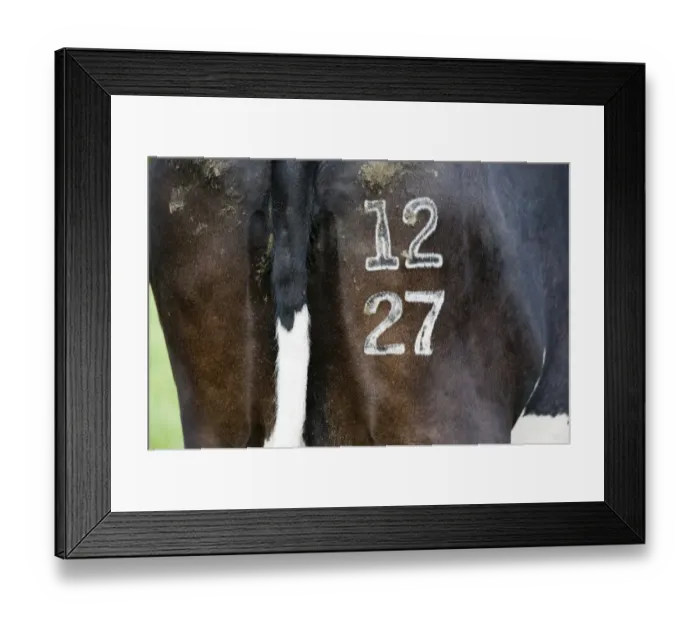 Framed Print : Domestic Cattle, dairy cow, close-up of identification number freeze branded on rear, Cumbria, England, June Framed Print : Domestic Cattle, dairy cow, close-up of identification number freeze branded on rear, Cumbria, England, June