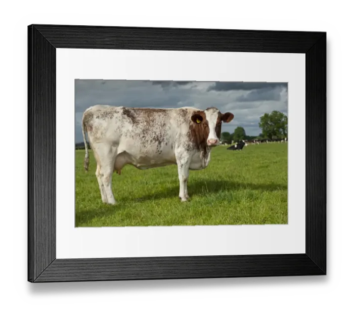 Framed Print : Domestic Cattle, Dairy Shorthorn cow, standing in pasture, Cumbria, England, June Framed Print : Domestic Cattle, Dairy Shorthorn cow, standing in pasture, Cumbria, England, June