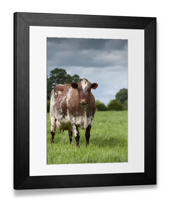 Framed Print : Domestic Cattle, Dairy Shorthorn cow, standing in pasture, Cumbria, England, June Framed Print : Domestic Cattle, Dairy Shorthorn cow, standing in pasture, Cumbria, England, June