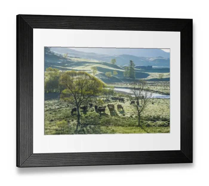 Framed Print : Domestic Cattle, Aberdeen Angus beef herd, backlit on pasture in early morning, Glen Shee, Cairngorms N. P Framed Print : Domestic Cattle, Aberdeen Angus beef herd, backlit on pasture in early morning, Glen Shee, Cairngorms N. P