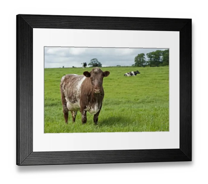Framed Print : Domestic Cattle, Dairy Shorthorn cow, standing in pasture, Cumbria, England, June