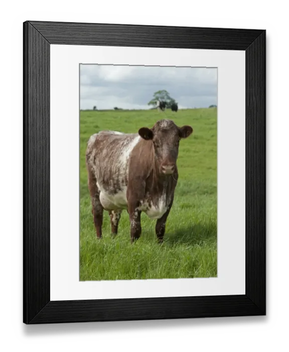 Framed Print : Domestic Cattle, Dairy Shorthorn cow, standing in pasture, Cumbria, England, June Framed Print : Domestic Cattle, Dairy Shorthorn cow, standing in pasture, Cumbria, England, June