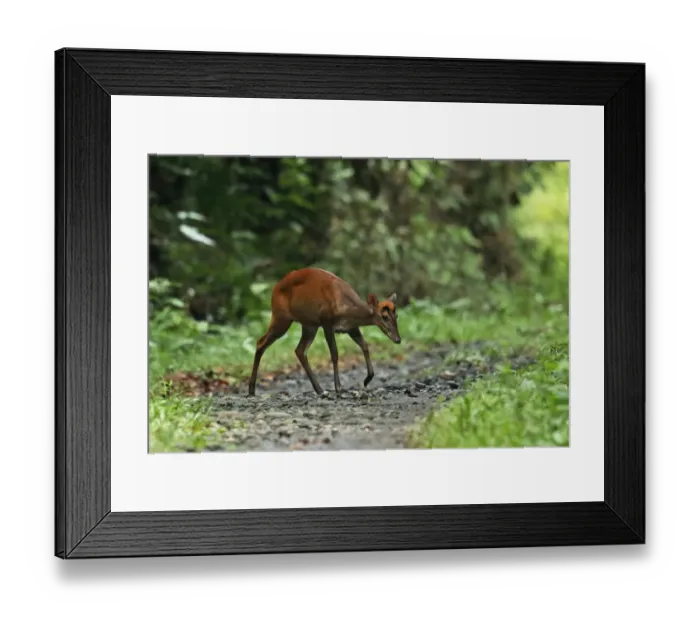 Framed Print : Indian Muntjac (Muntiacus muntjak) adult female, walking across track in forest, Way Kambas N. P