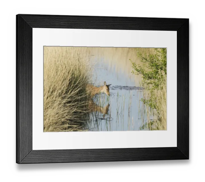 Framed Print : Red Deer (Cervus elaphus) hind, crossing ditch in reedbed, Minsmere RSPB Reserve, Suffolk, England, May Framed Print : Red Deer (Cervus elaphus) hind, crossing ditch in reedbed, Minsmere RSPB Reserve, Suffolk, England, May