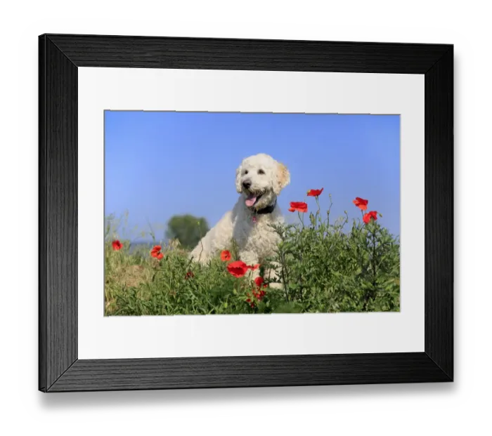 Framed Print : Domestic Dog, Labradoodle, adult male, wearing collar, panting, sitting amongst flowering poppies in meadow