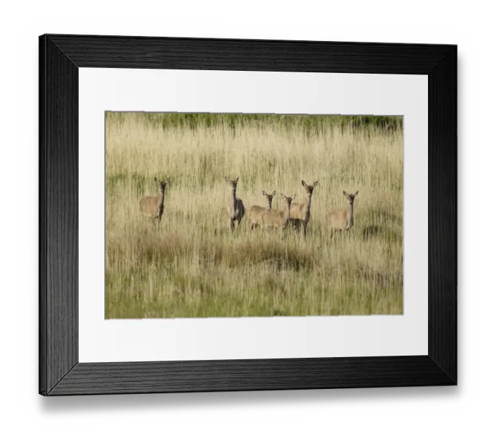 Framed Print : Red Deer (Cervus elaphus) hinds and calves, standing in reedbed, Minsmere RSPB Reserve, Suffolk, England, May Framed Print : Red Deer (Cervus elaphus) hinds and calves, standing in reedbed, Minsmere RSPB Reserve, Suffolk, England, May