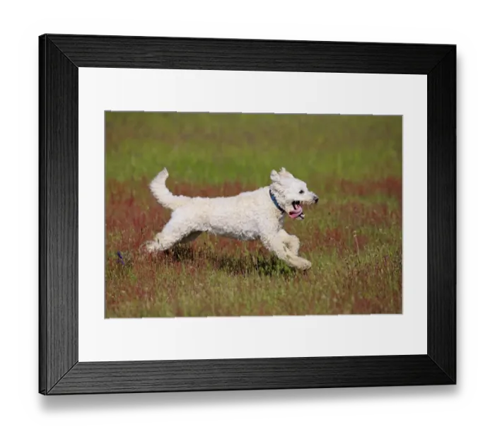 Framed Print : Domestic Dog, Labradoodle, adult male, wearing collar, running in meadow, Rhineland-Palatinate, Germany, May Framed Print : Domestic Dog, Labradoodle, adult male, wearing collar, running in meadow, Rhineland-Palatinate, Germany, May