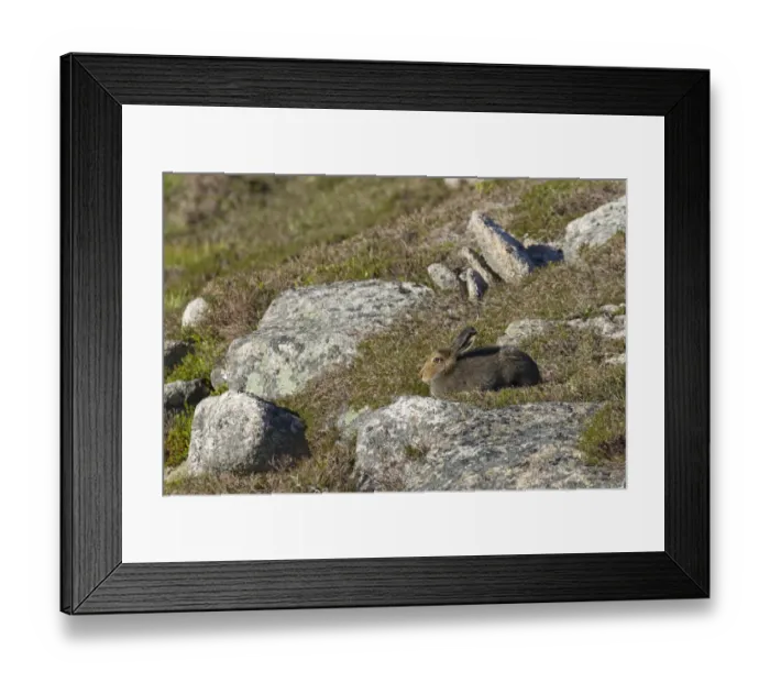 Framed Print : Mountain Hare (Lepus timidus) adult, summer coat, sitting amongst rocks on moorland, Cairngorms N. P Framed Print : Mountain Hare (Lepus timidus) adult, summer coat, sitting amongst rocks on moorland, Cairngorms N. P