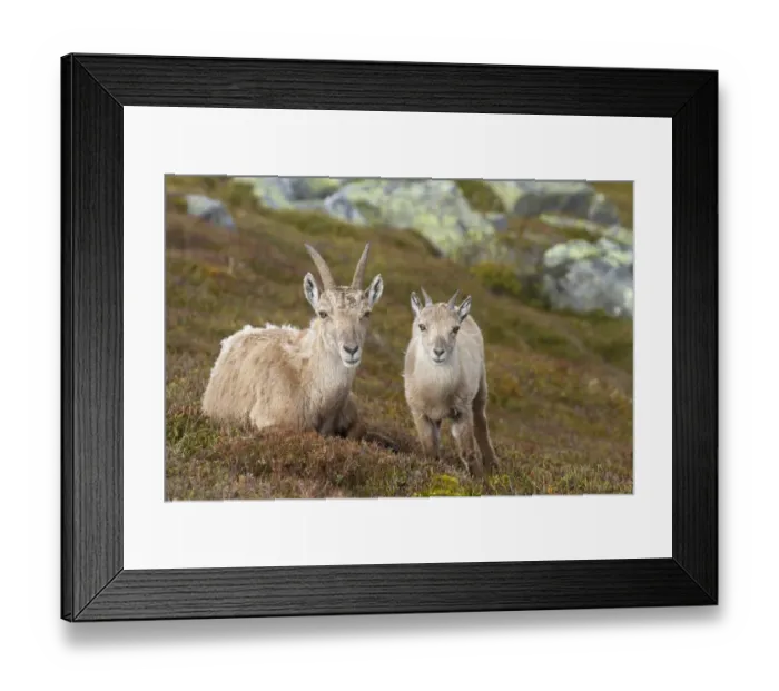 Framed Print : Alpine Ibex (Capra ibex) adult female with young, Niederhorn, Swiss Alps, Bernese Oberland, Switzerland, June Framed Print : Alpine Ibex (Capra ibex) adult female with young, Niederhorn, Swiss Alps, Bernese Oberland, Switzerland, June