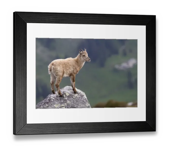 Framed Print : Alpine Ibex (Capra ibex) young, standing on rock, Niederhorn, Swiss Alps, Bernese Oberland, Switzerland, June